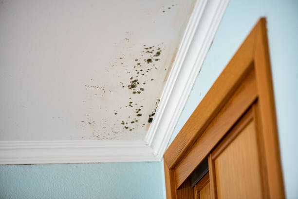 Best Residential Mold Removal  in Point, TX