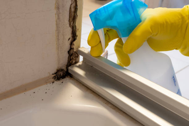 Attic Mold Removal in Point, TX