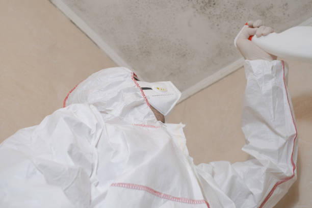 Best Attic Mold Removal  in Point, TX