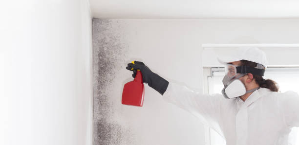 Best Mold Remediation  in Point, TX