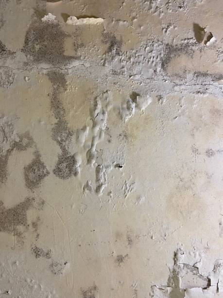 Home Mold Removal in Point, TX