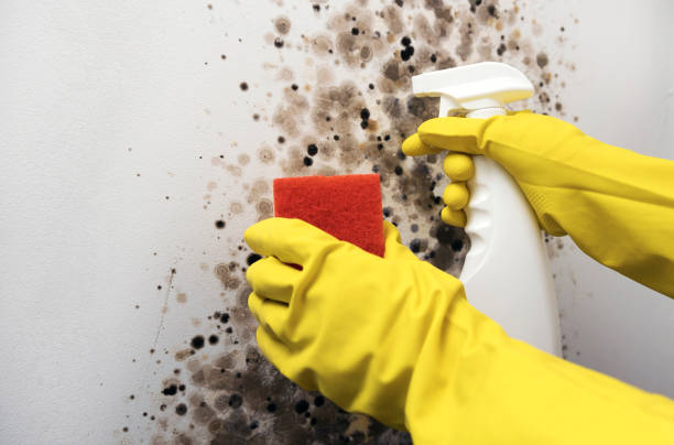 Best Fast Mold Removal  in Point, TX
