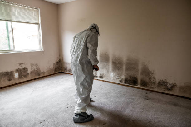 Best Mold Cleaning Services  in Point, TX