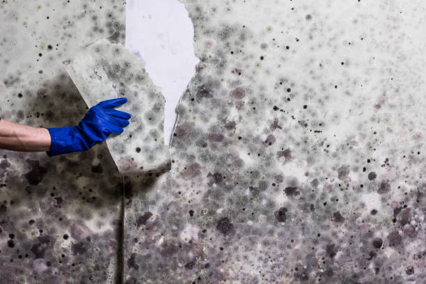 Best Mold Testing  in Point, TX