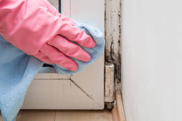 Best Black Mold Removal  in Point, TX