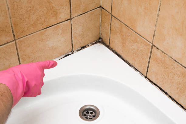 Professional Mold Removal in Point, TX