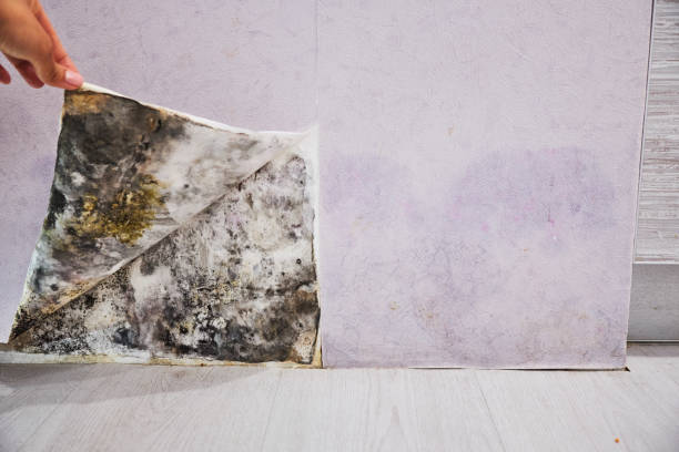 Best Same-Day Mold Removal  in Point, TX